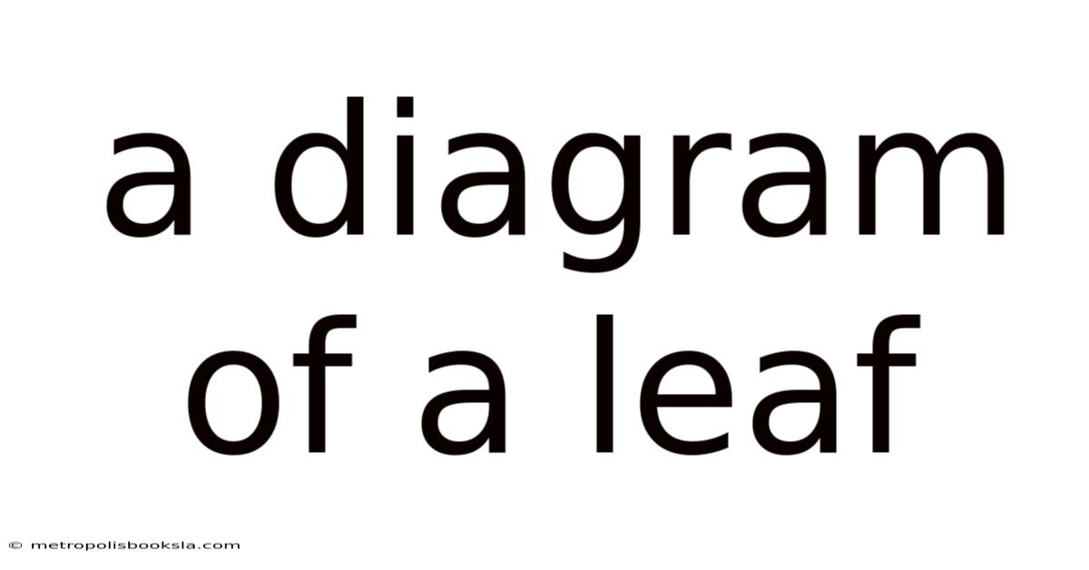 A Diagram Of A Leaf