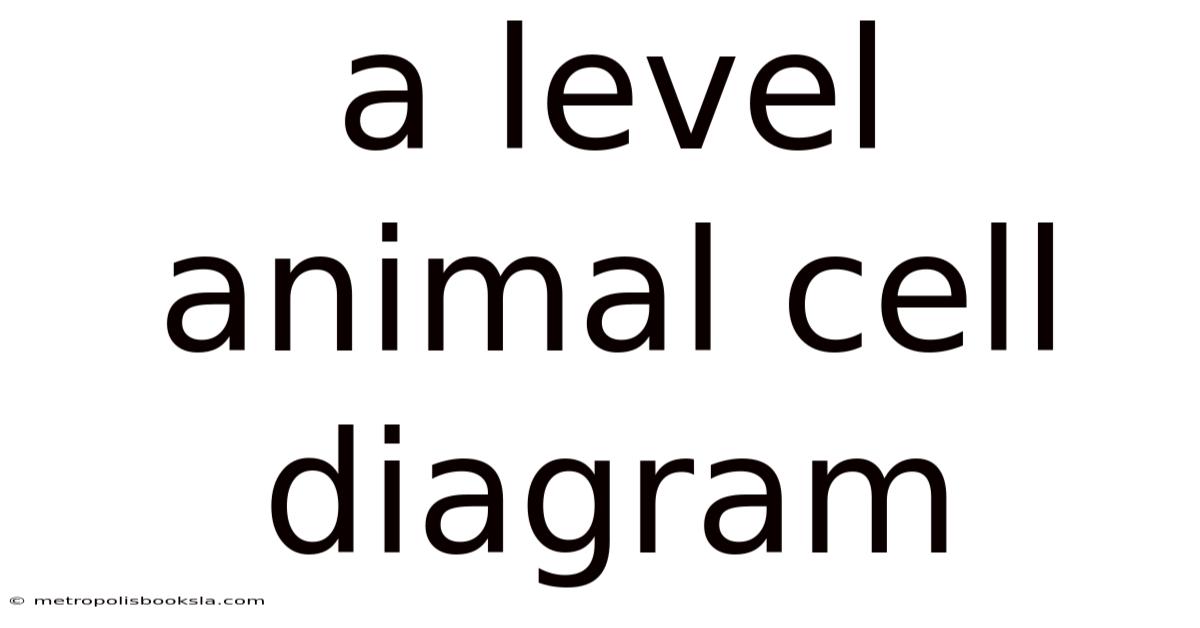 A Level Animal Cell Diagram