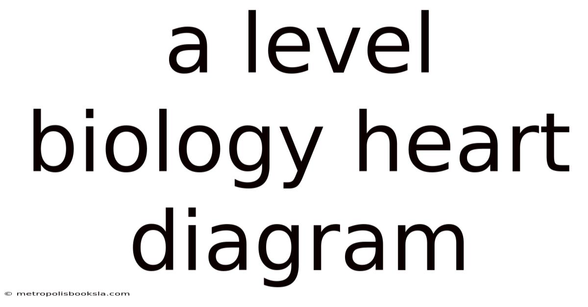 A Level Biology Heart Diagram