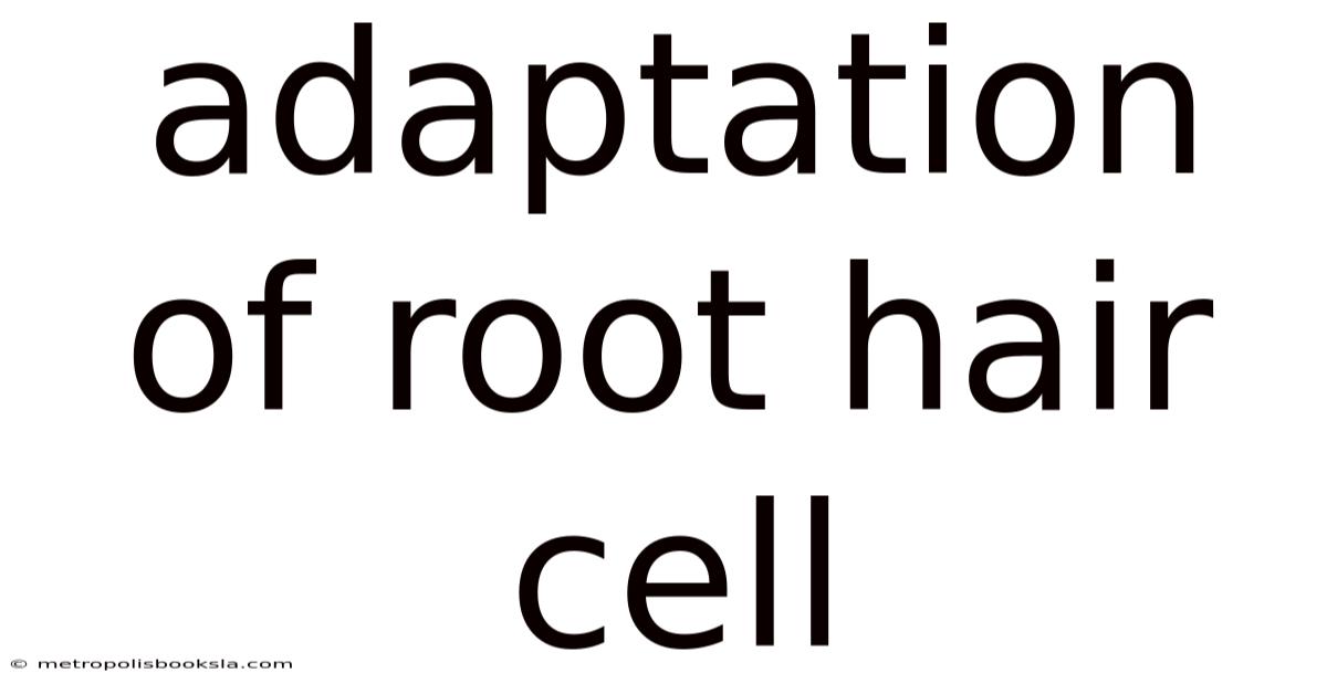 Adaptation Of Root Hair Cell