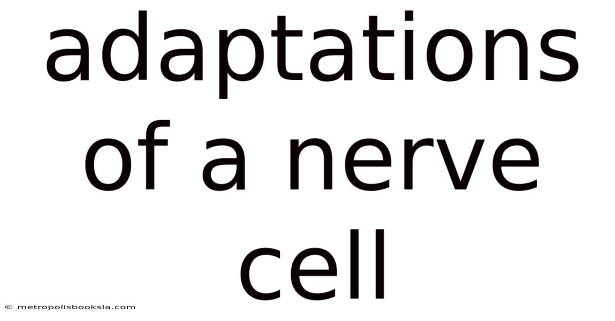 Adaptations Of A Nerve Cell