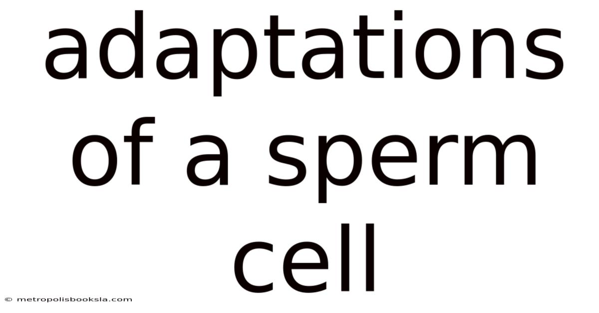 Adaptations Of A Sperm Cell