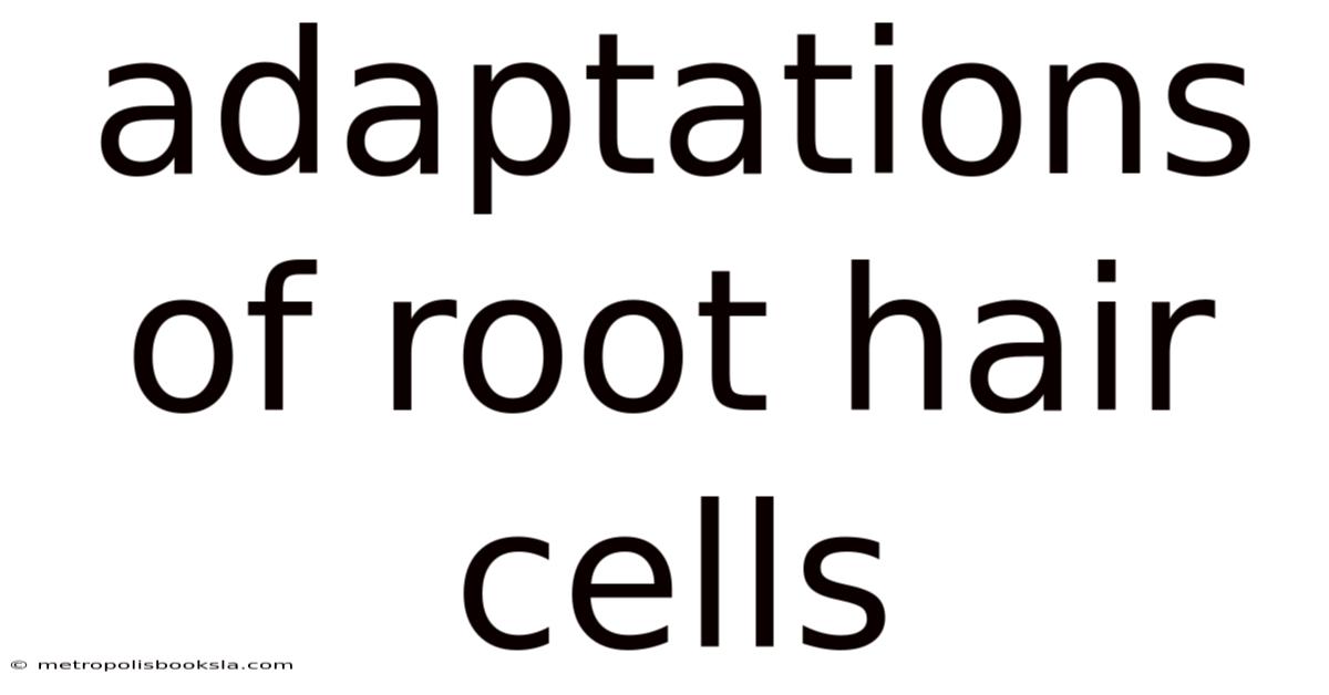 Adaptations Of Root Hair Cells