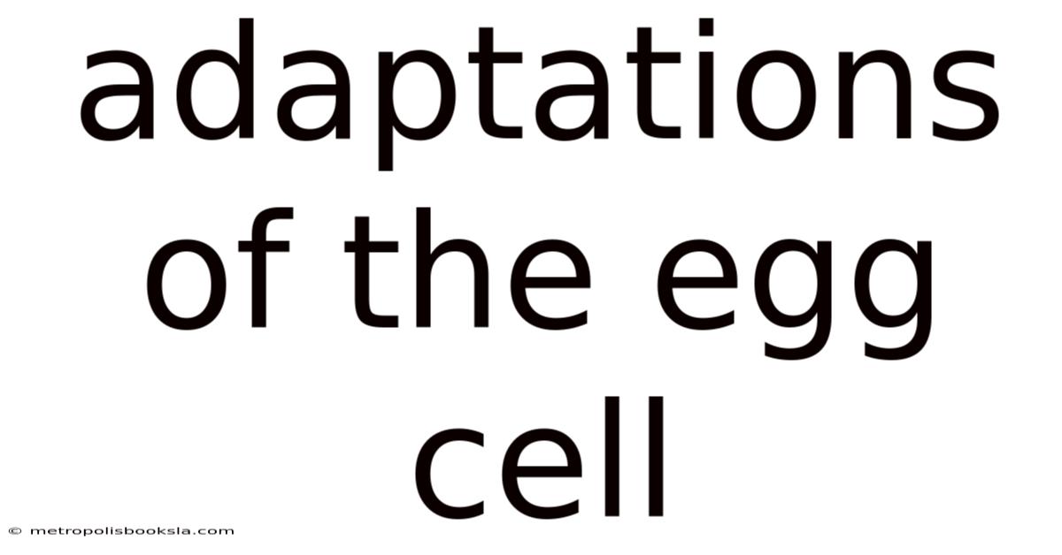 Adaptations Of The Egg Cell