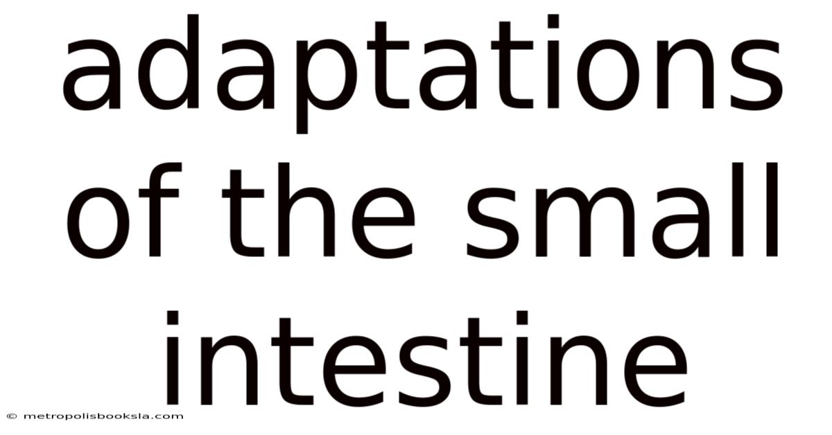 Adaptations Of The Small Intestine