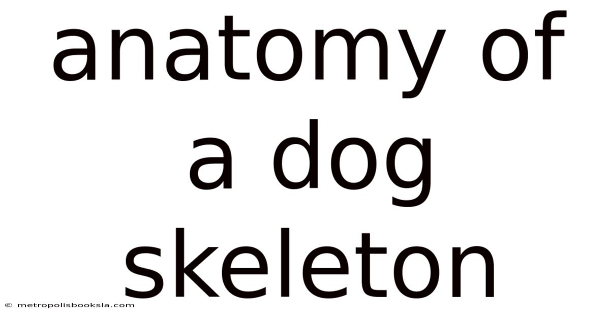 Anatomy Of A Dog Skeleton