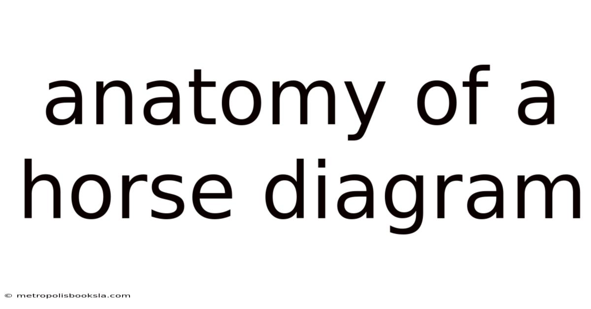 Anatomy Of A Horse Diagram