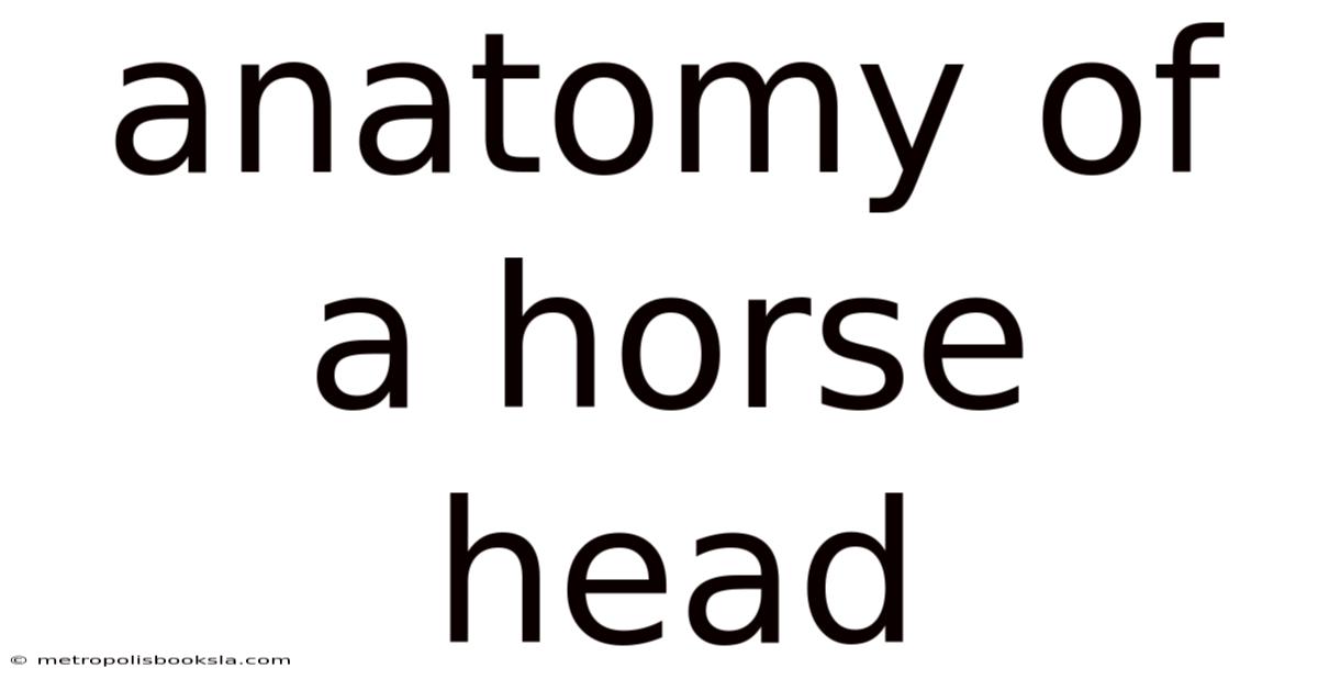 Anatomy Of A Horse Head