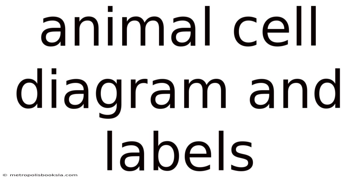 Animal Cell Diagram And Labels