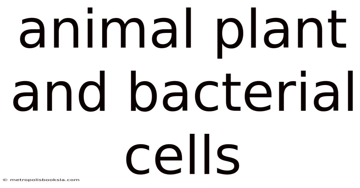 Animal Plant And Bacterial Cells