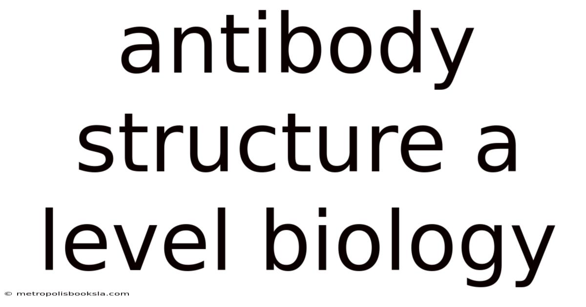 Antibody Structure A Level Biology