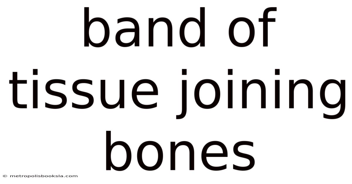Band Of Tissue Joining Bones