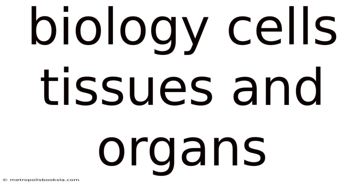Biology Cells Tissues And Organs