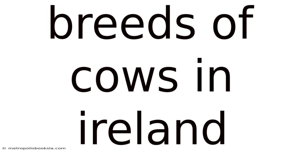 Breeds Of Cows In Ireland
