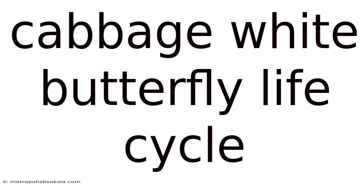Cabbage White Butterfly Life Cycle