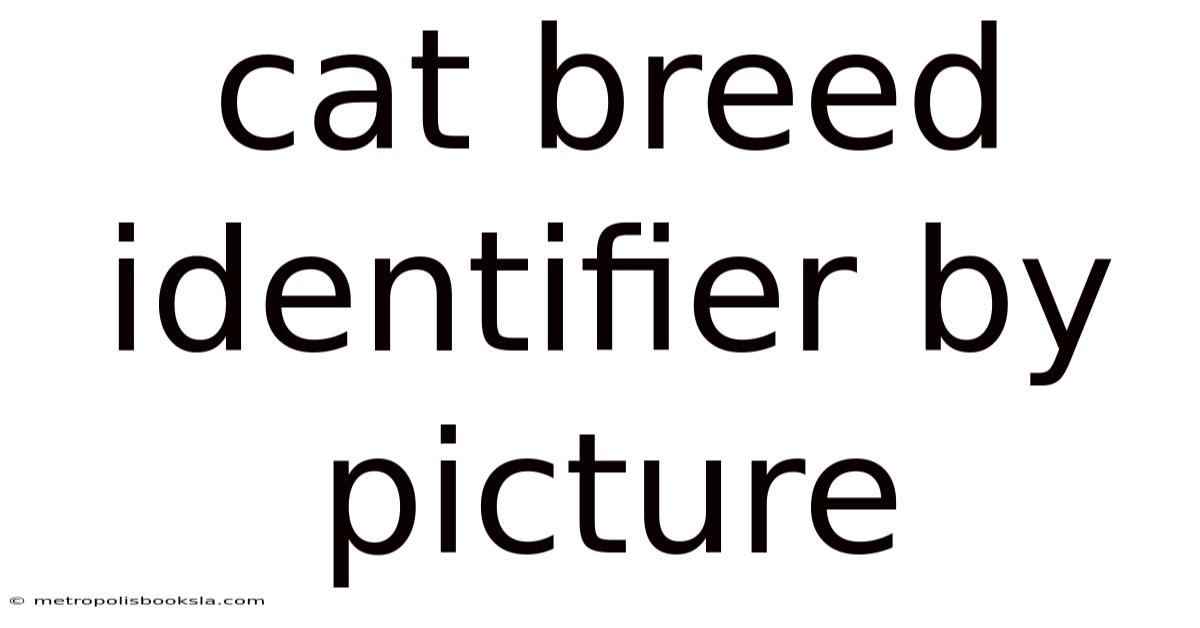 Cat Breed Identifier By Picture
