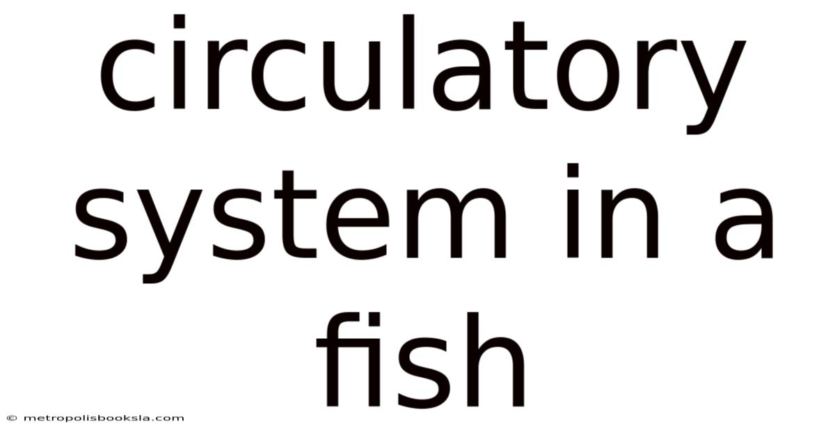 Circulatory System In A Fish