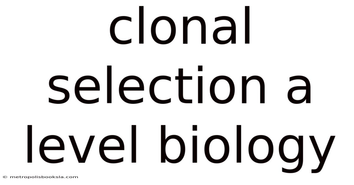 Clonal Selection A Level Biology