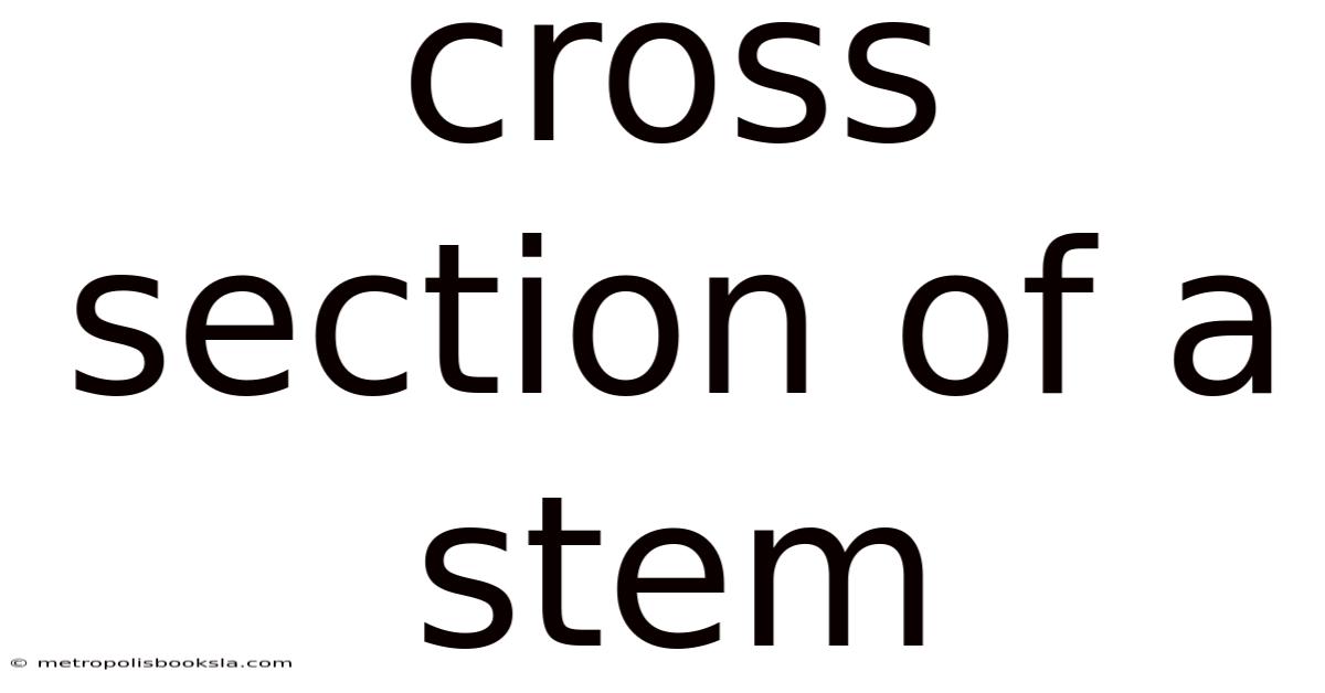 Cross Section Of A Stem
