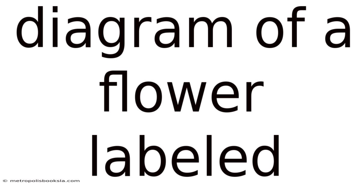 Diagram Of A Flower Labeled