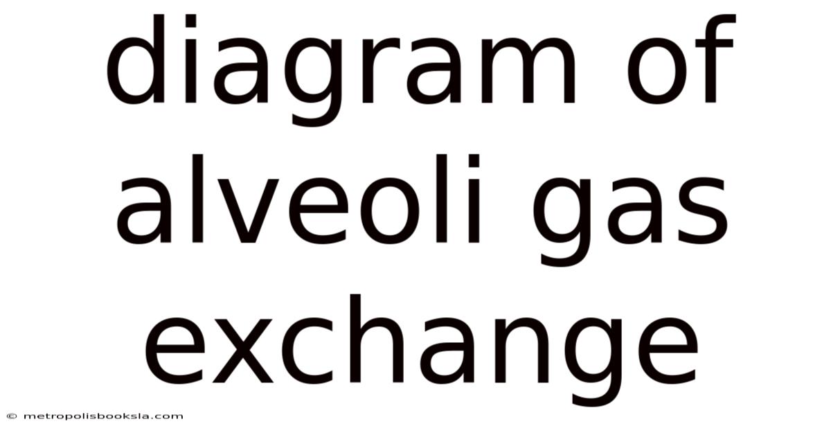 Diagram Of Alveoli Gas Exchange