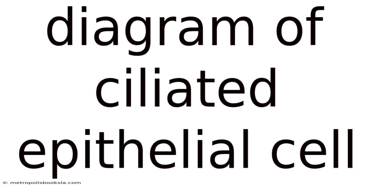 Diagram Of Ciliated Epithelial Cell