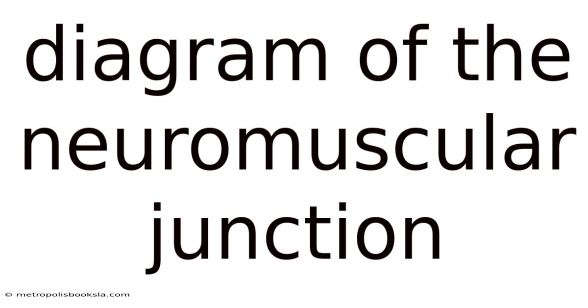 Diagram Of The Neuromuscular Junction