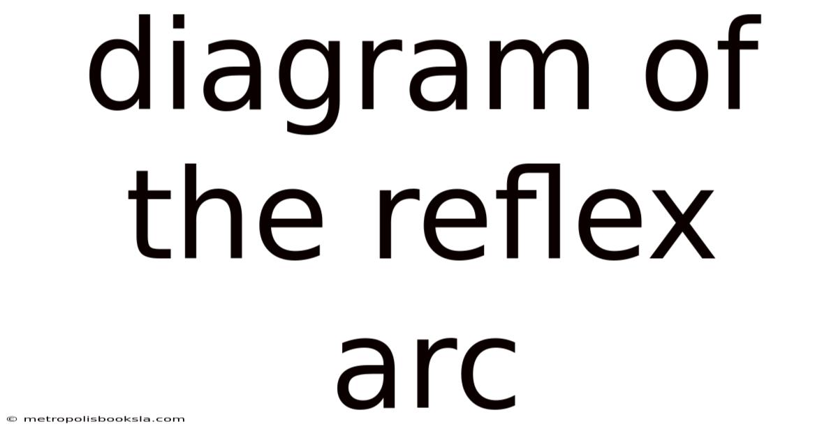 Diagram Of The Reflex Arc