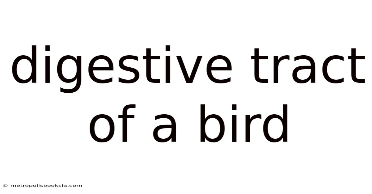 Digestive Tract Of A Bird
