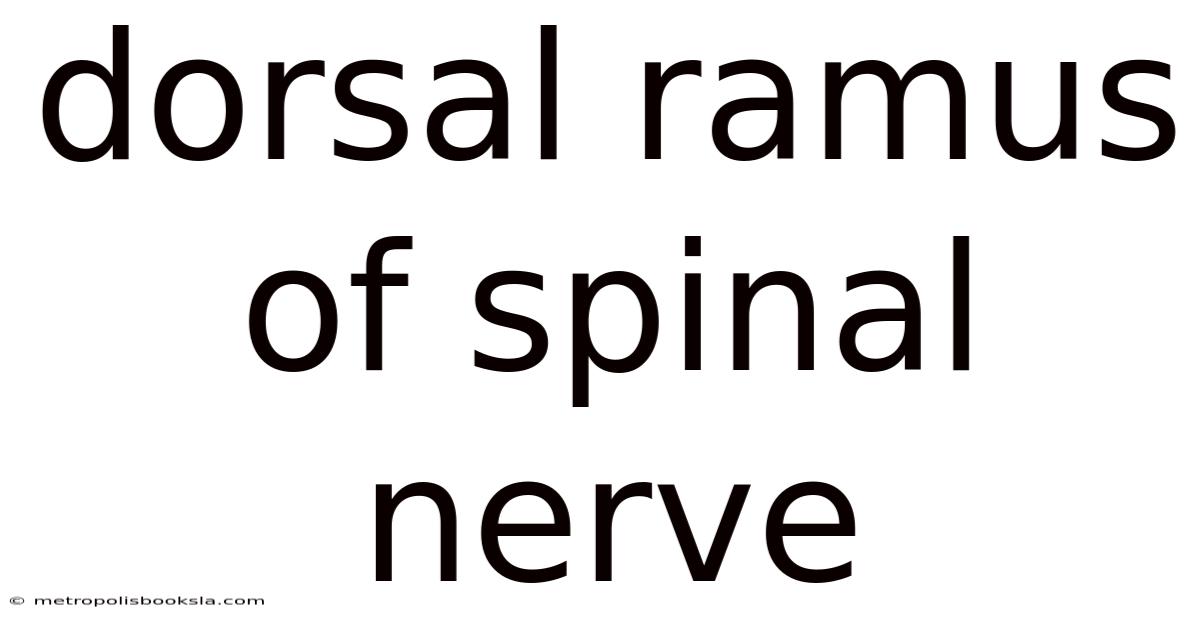 Dorsal Ramus Of Spinal Nerve