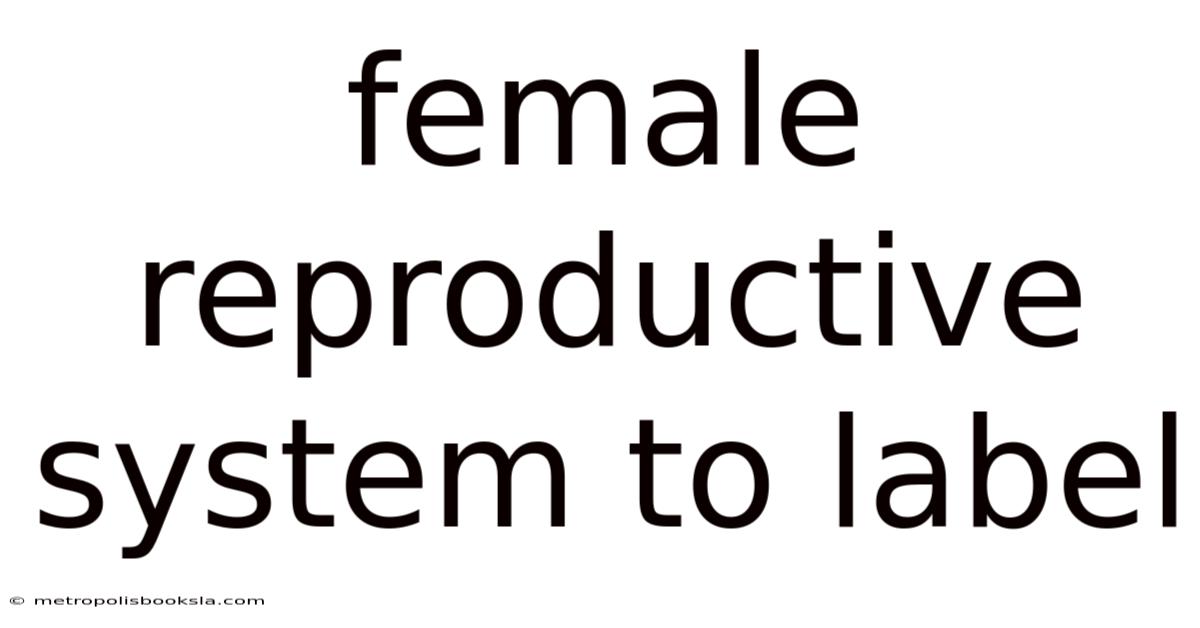 Female Reproductive System To Label