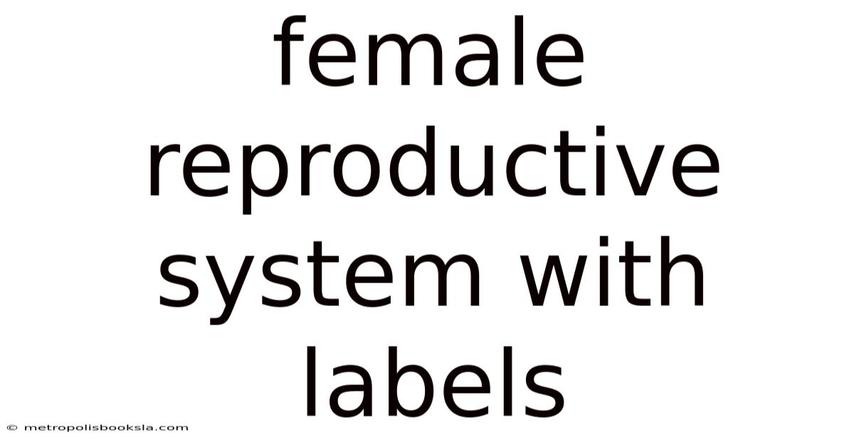 Female Reproductive System With Labels