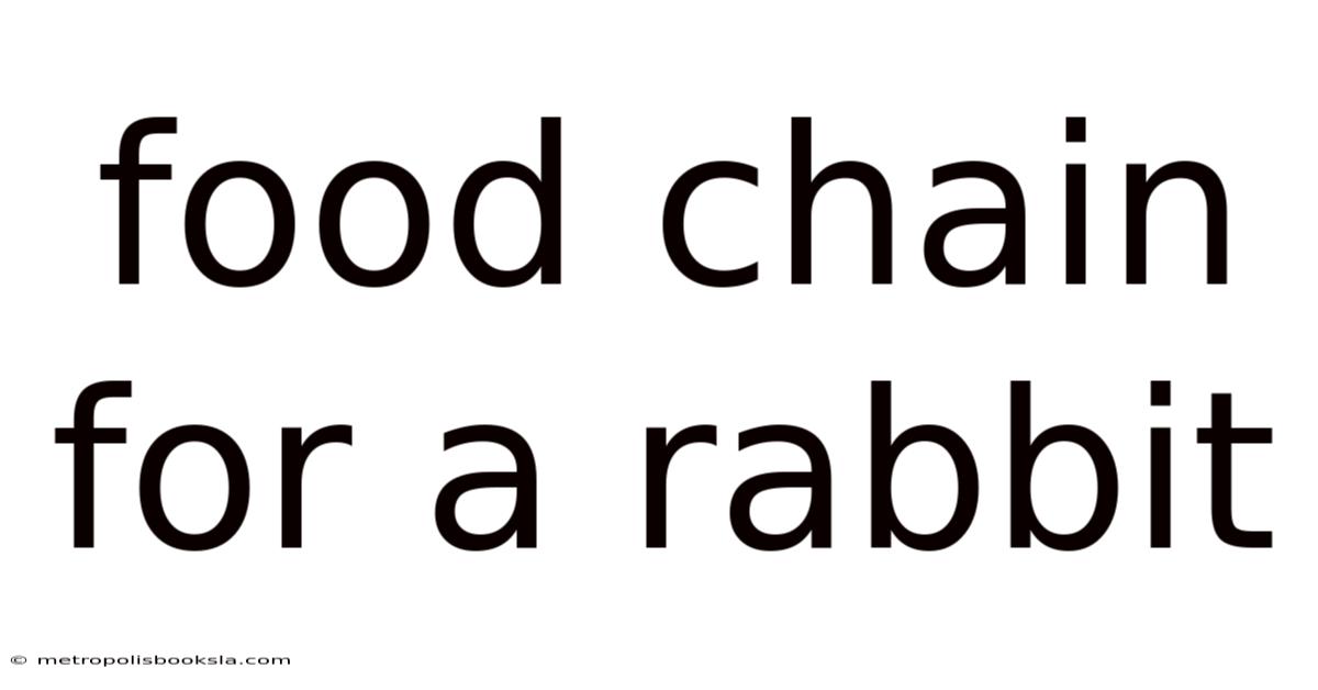 Food Chain For A Rabbit
