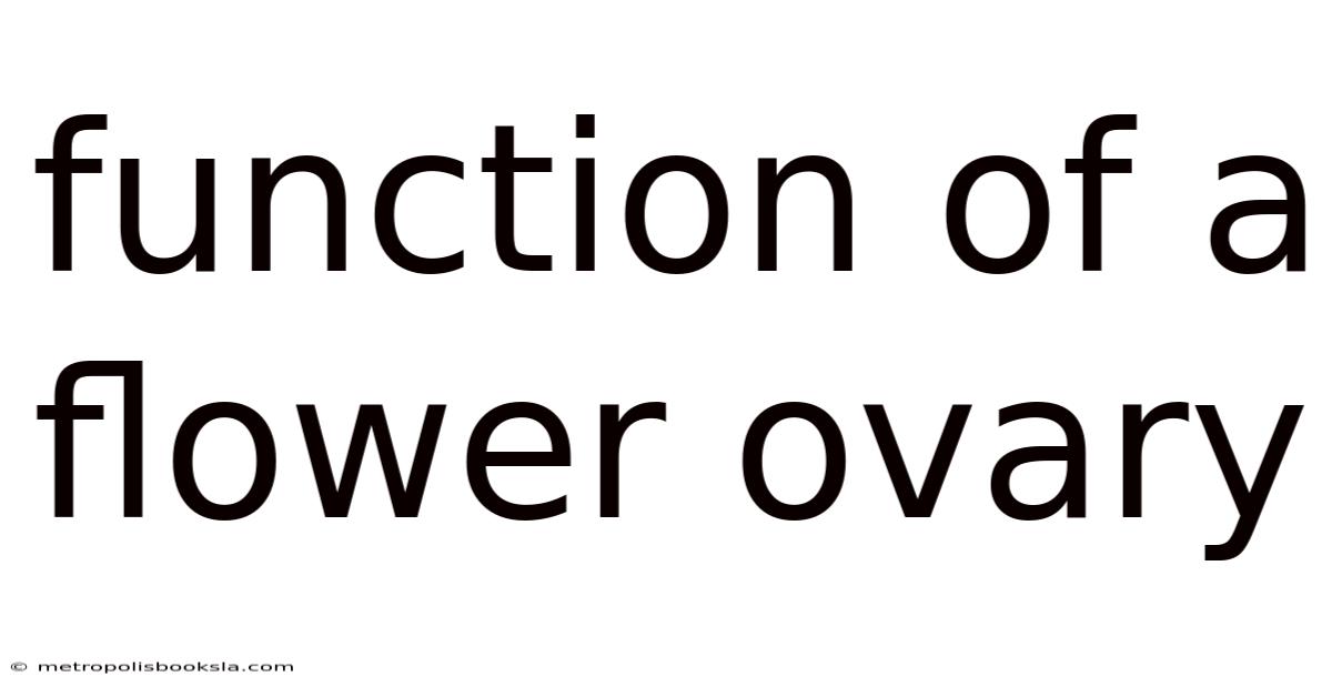 Function Of A Flower Ovary
