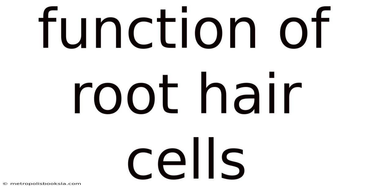 Function Of Root Hair Cells