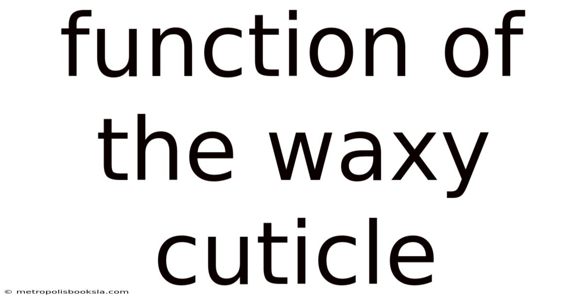 Function Of The Waxy Cuticle