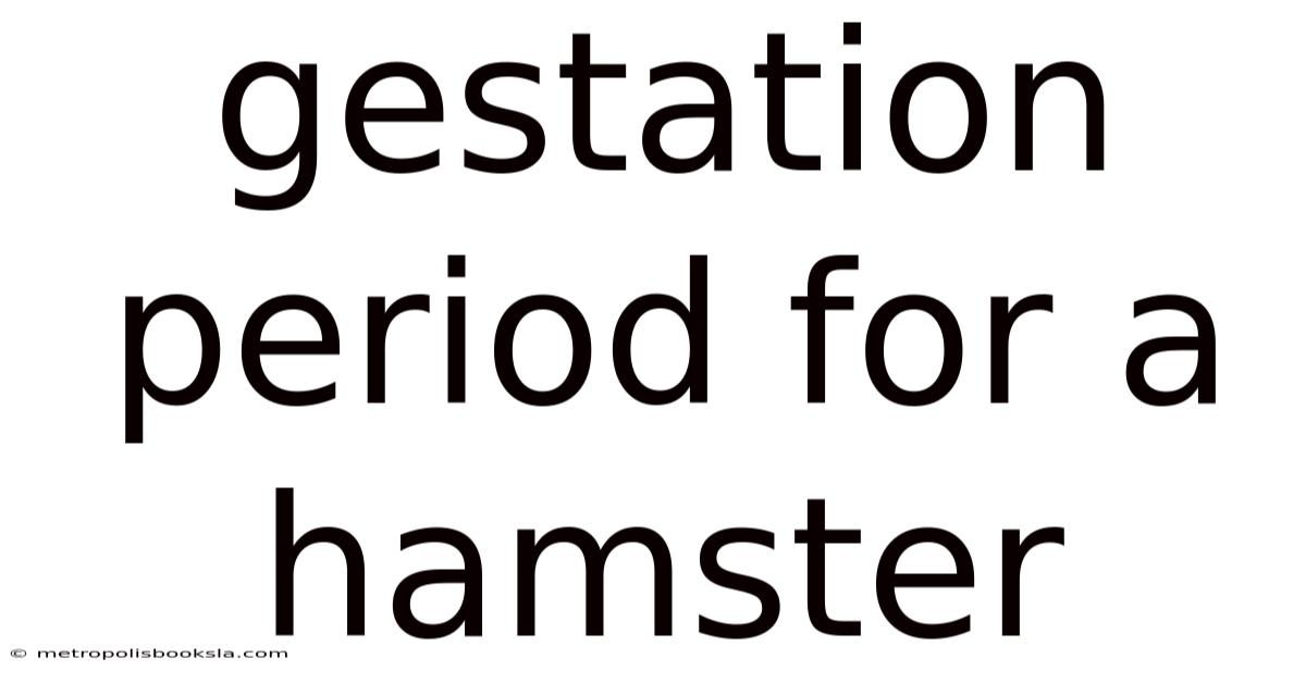 Gestation Period For A Hamster