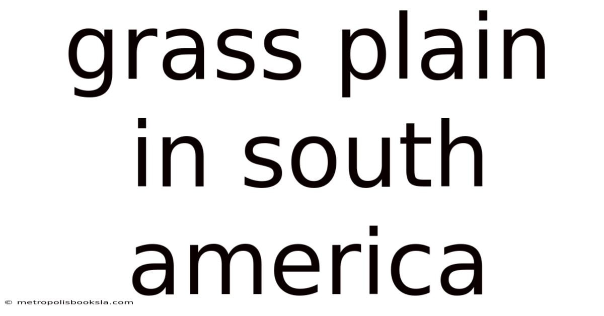 Grass Plain In South America