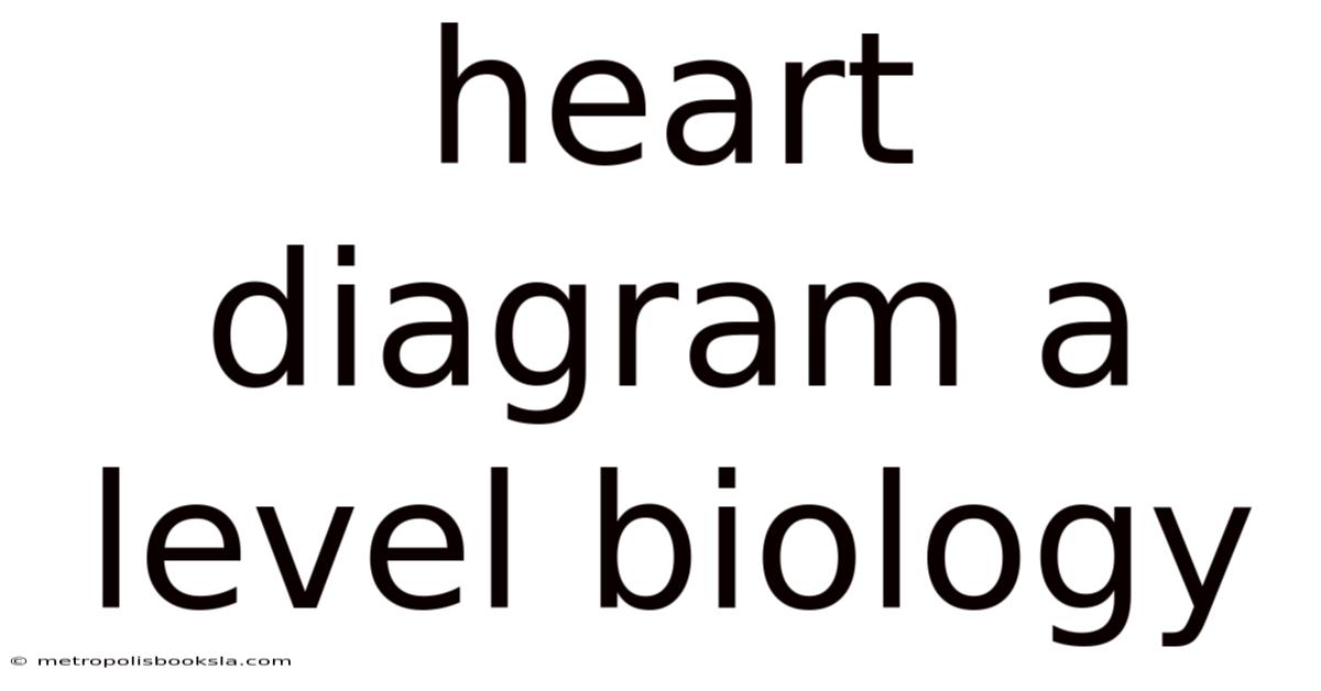 Heart Diagram A Level Biology