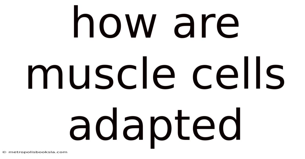 How Are Muscle Cells Adapted