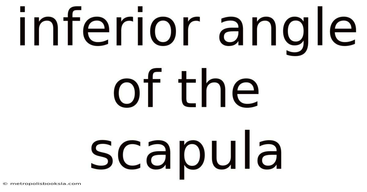 Inferior Angle Of The Scapula