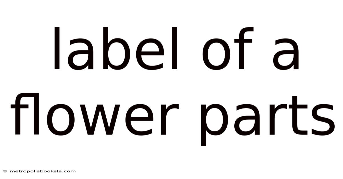 Label Of A Flower Parts