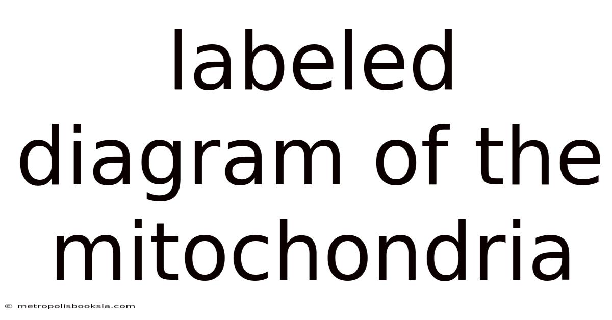 Labeled Diagram Of The Mitochondria