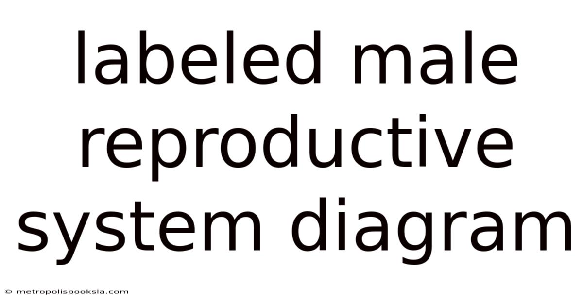 Labeled Male Reproductive System Diagram