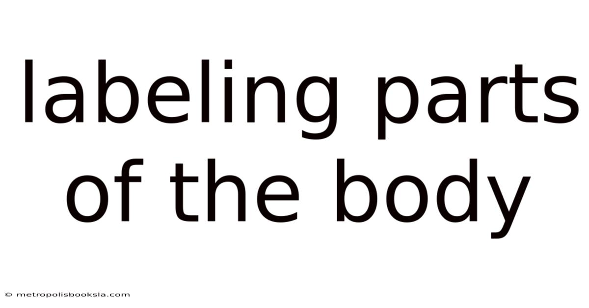 Labeling Parts Of The Body