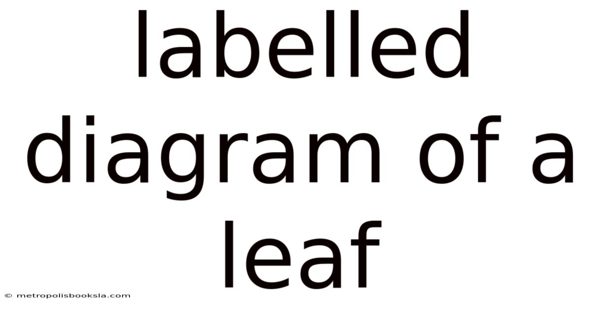 Labelled Diagram Of A Leaf