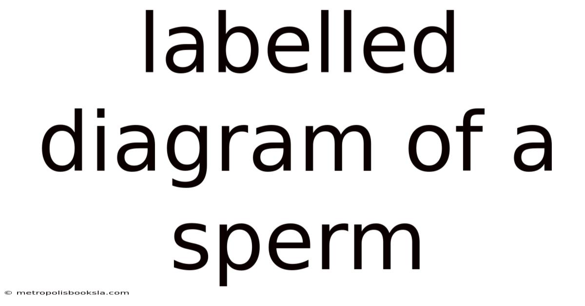 Labelled Diagram Of A Sperm