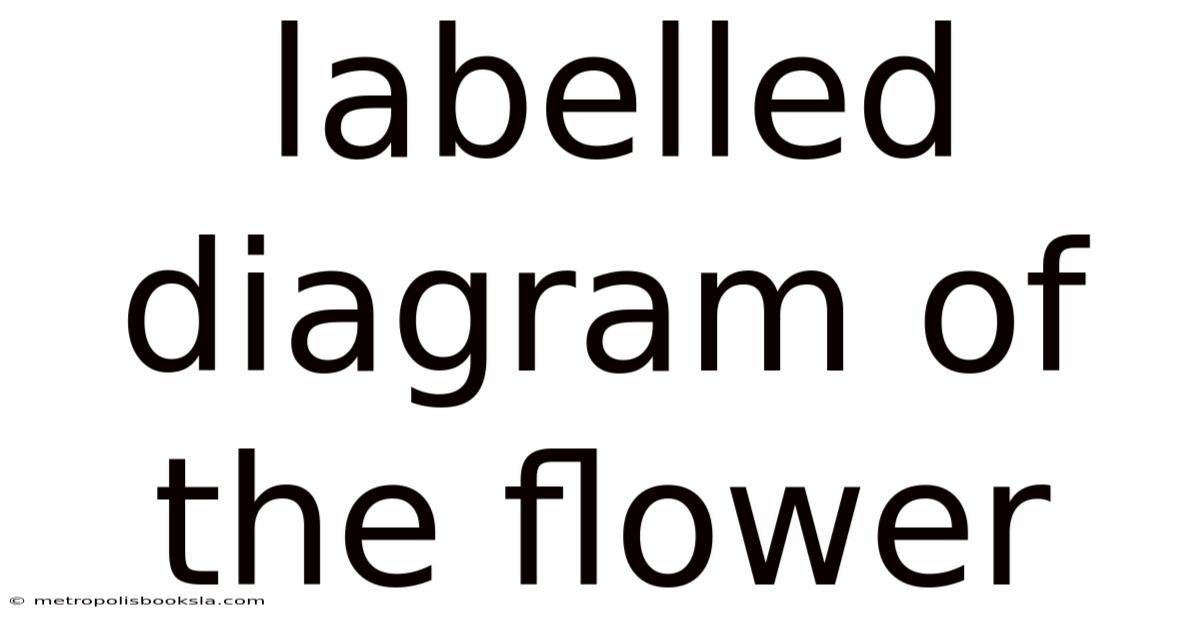 Labelled Diagram Of The Flower
