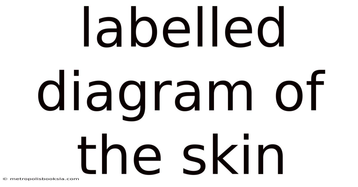 Labelled Diagram Of The Skin