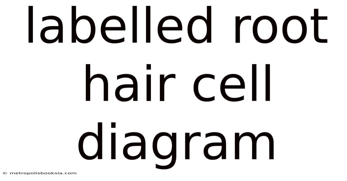 Labelled Root Hair Cell Diagram